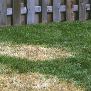 How to get rid of grubs in lawn naturally