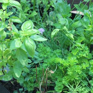 Herb Garden