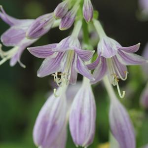 Hosta