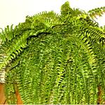 Boston Fern