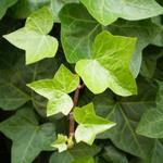 English Ivy