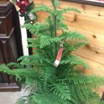 Norfolk Island Pine