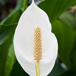 Peace Lily