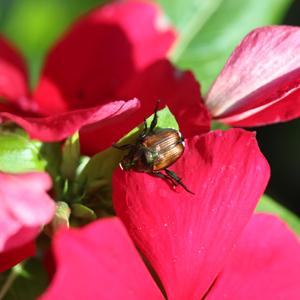 Japanese beetle on flower