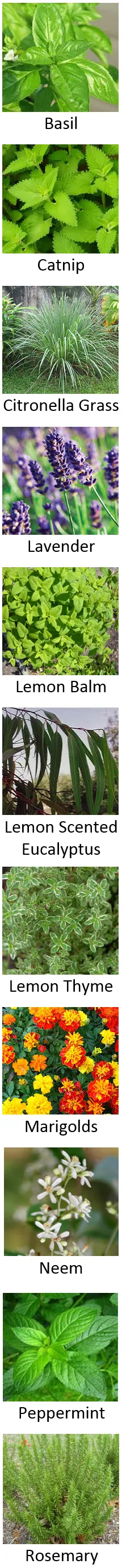 Mosquito Repellant Plants