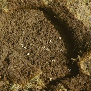 How to get rid of grubs in lawn naturally