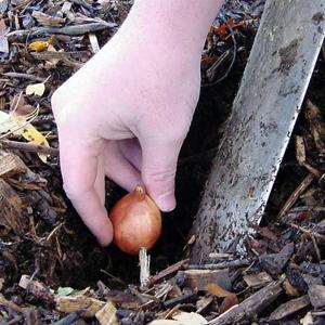 Planting bulb