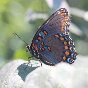 Monarch Butterfly