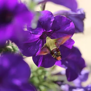 Hummingbird Moth