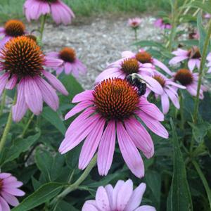 Purple Coneflower