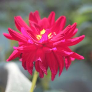 Red Dahlia