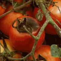 Tomato Blossom-End Rot