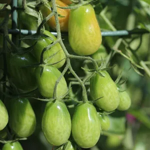 Green tomatoes