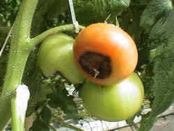 Tomato Blossom-End Rot