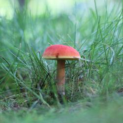 Red mushroom