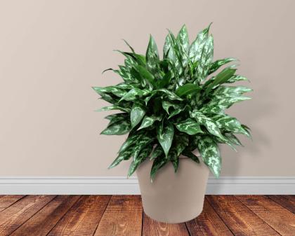 Chinese evergreen