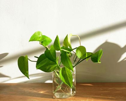 Pothos plant