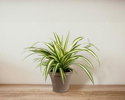 Spider plant