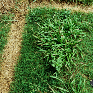 Summer Lawn Weeds