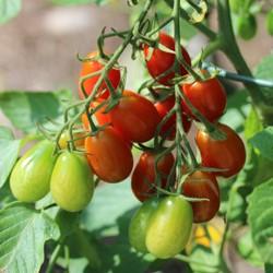 Tomato plant