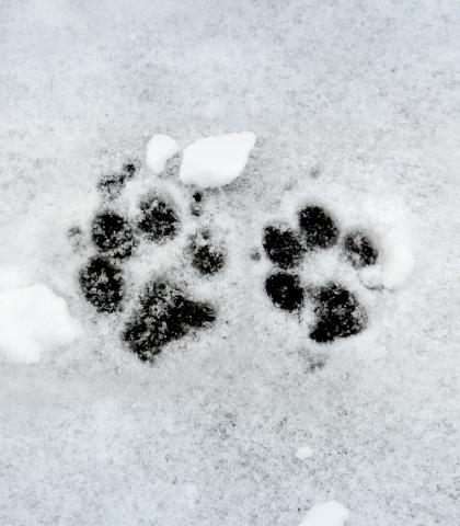 Paws in the snow