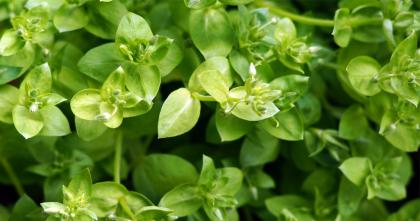 Chickweed