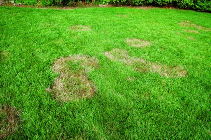 Brown patch on lawn