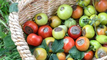 Tomato Blossom - End Rot