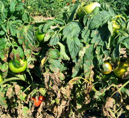 Tomato Blight