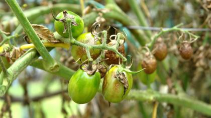 Tomato Blight