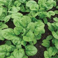 Bloomsdale Spinach