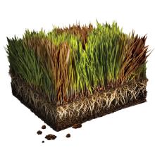 Turf Diseases