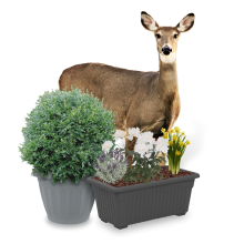 Deer with shrubbery and flower pot