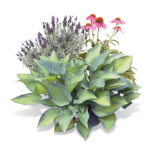 Hostas, coneflowers, and lavendar