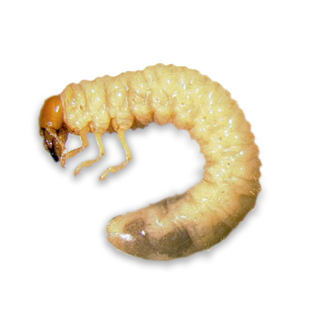 Small beetle grub