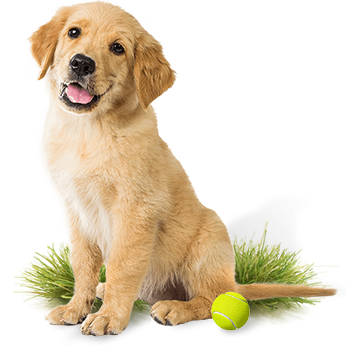 Dog on grass with tennis ball