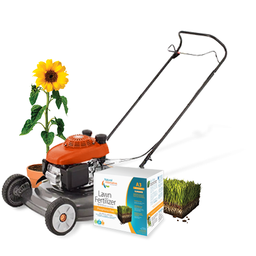 Lawn mower with summer fertilization and sunflower