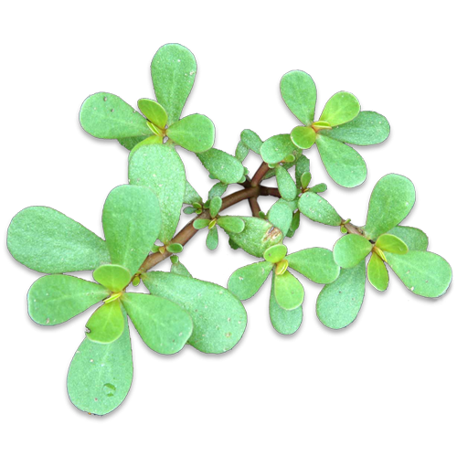 Purslane summer lawn weed